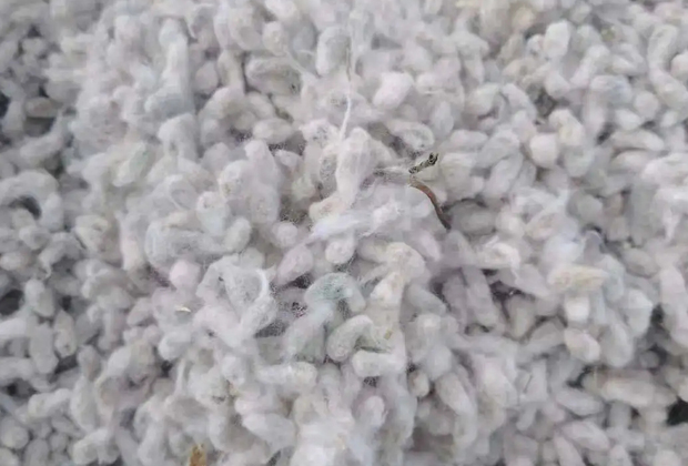 棉籽浸出工程